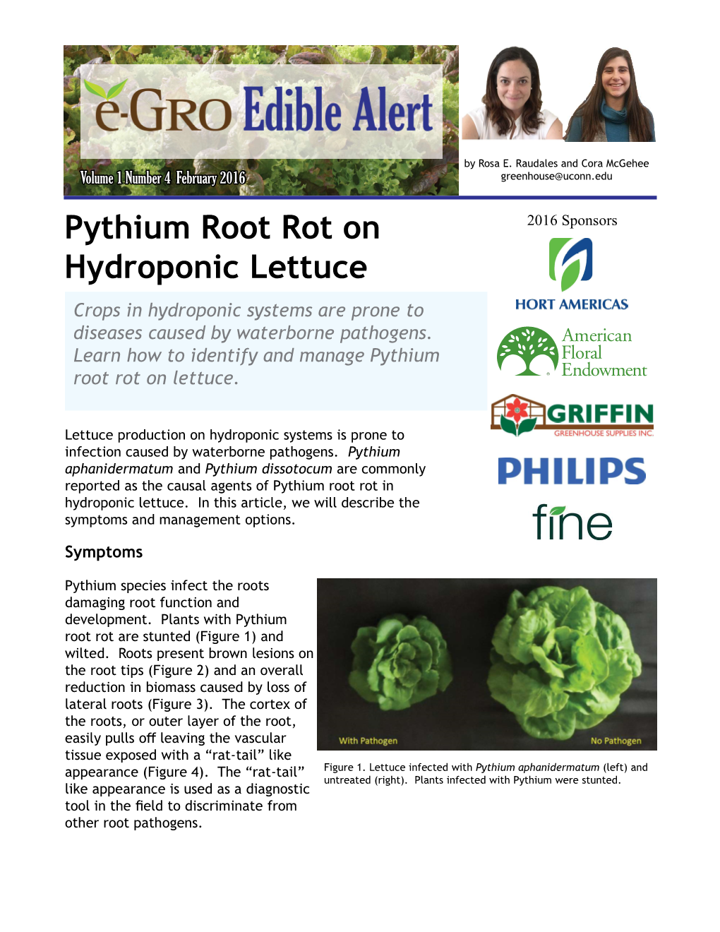 Pythium Root Rot on Hydroponic Lettuce