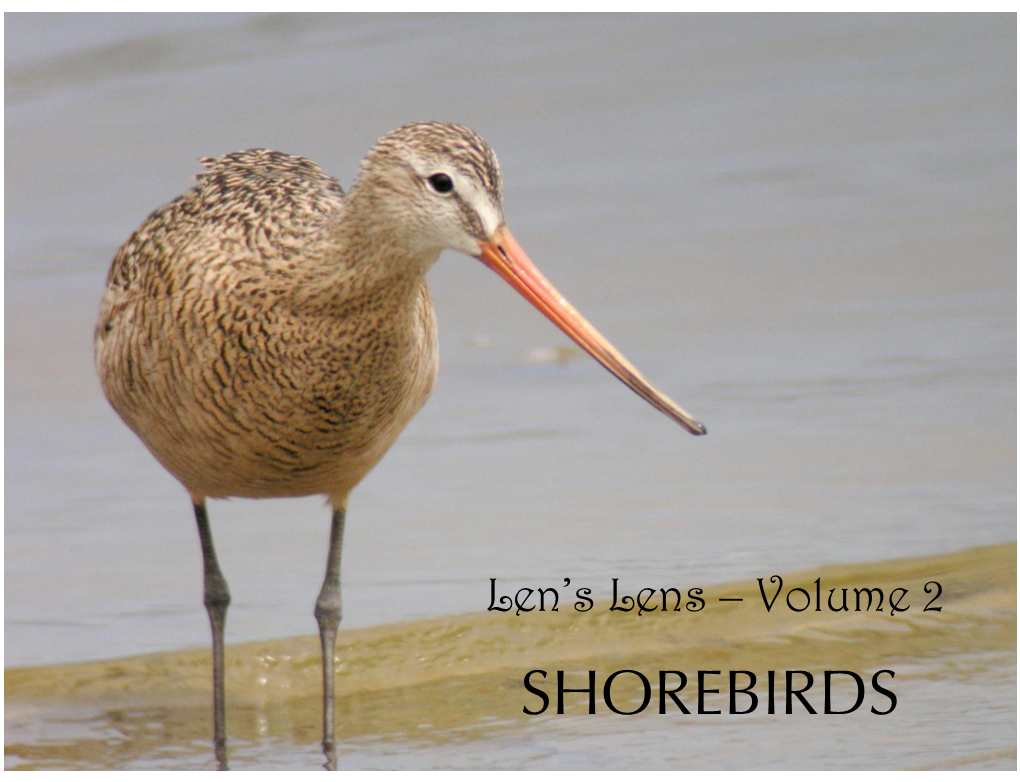 The SHOREBIRDS