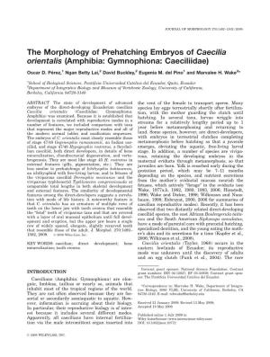 The Morphology of Prehatching Embryos of Caecilia Orientalis (Amphibia: Gymnophiona: Caeciliidae)