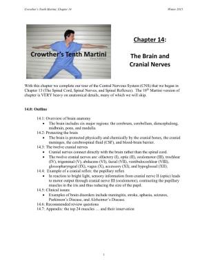 Chapter 14: the Brain and Cranial Nerves