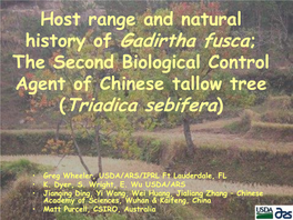 History of Gadirtha Fusca; (Triadica Sebifera)