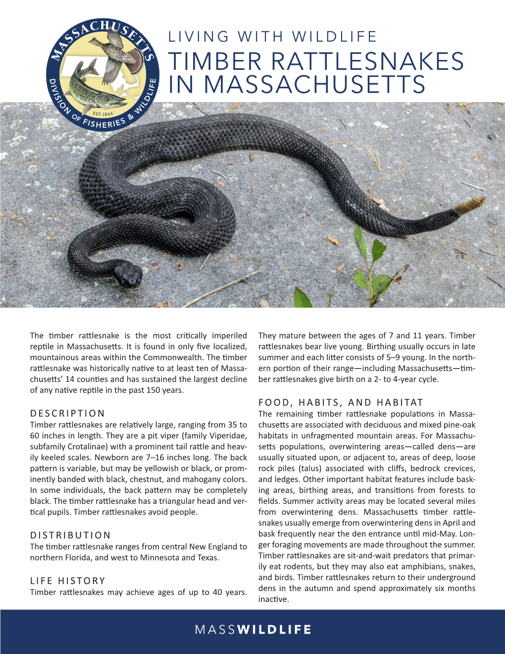 Timber Rattlesnakes in Massachusetts