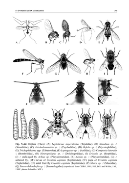 Fig. 5-46: Diptera (Flies): (A) Leptotarsus Imperatorius (Tipulidae), (B) Simulium Sp