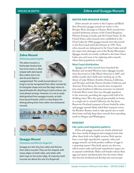 Zebra & Quagga Mussels: Species Guide