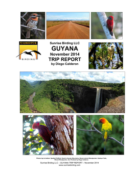 GUYANA November 2014 TRIP REPORT by Diego Calderon