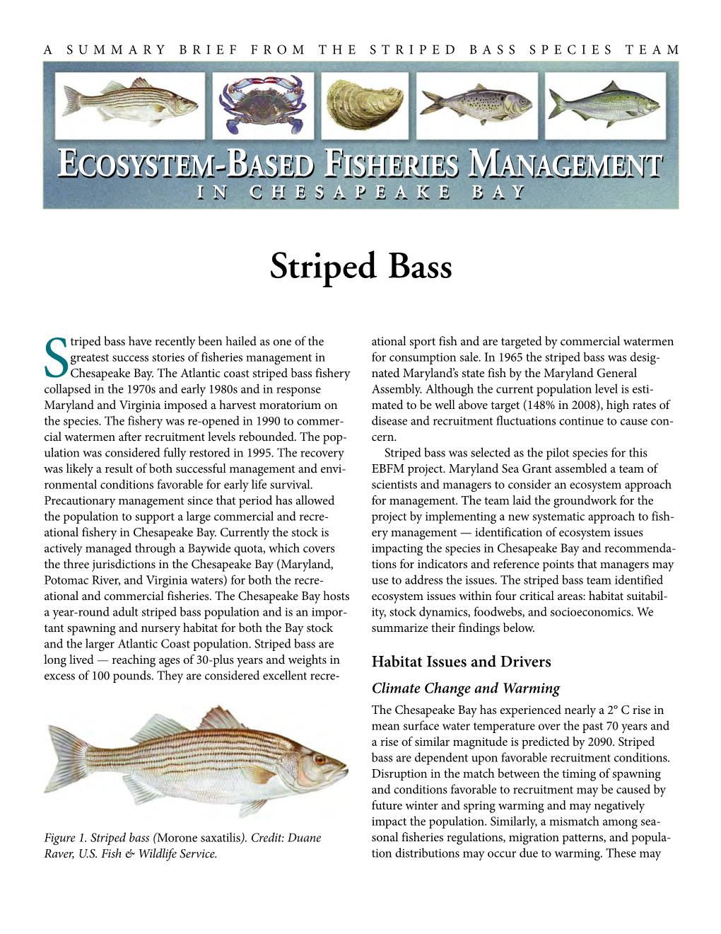 Striped Bass Species Team