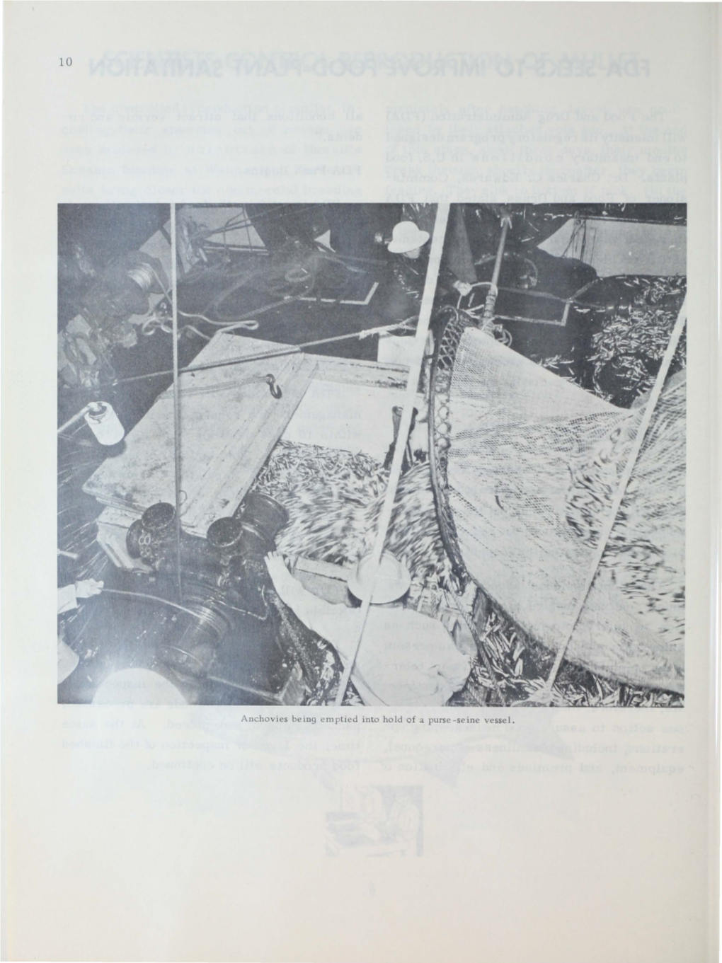 Anchovies Being Emptied Into Hold of a Purse-Seine Vessel. SAN PEDRO WETFISH FLEET: Maior Purse-Seine Gear Changes, 1952-1972