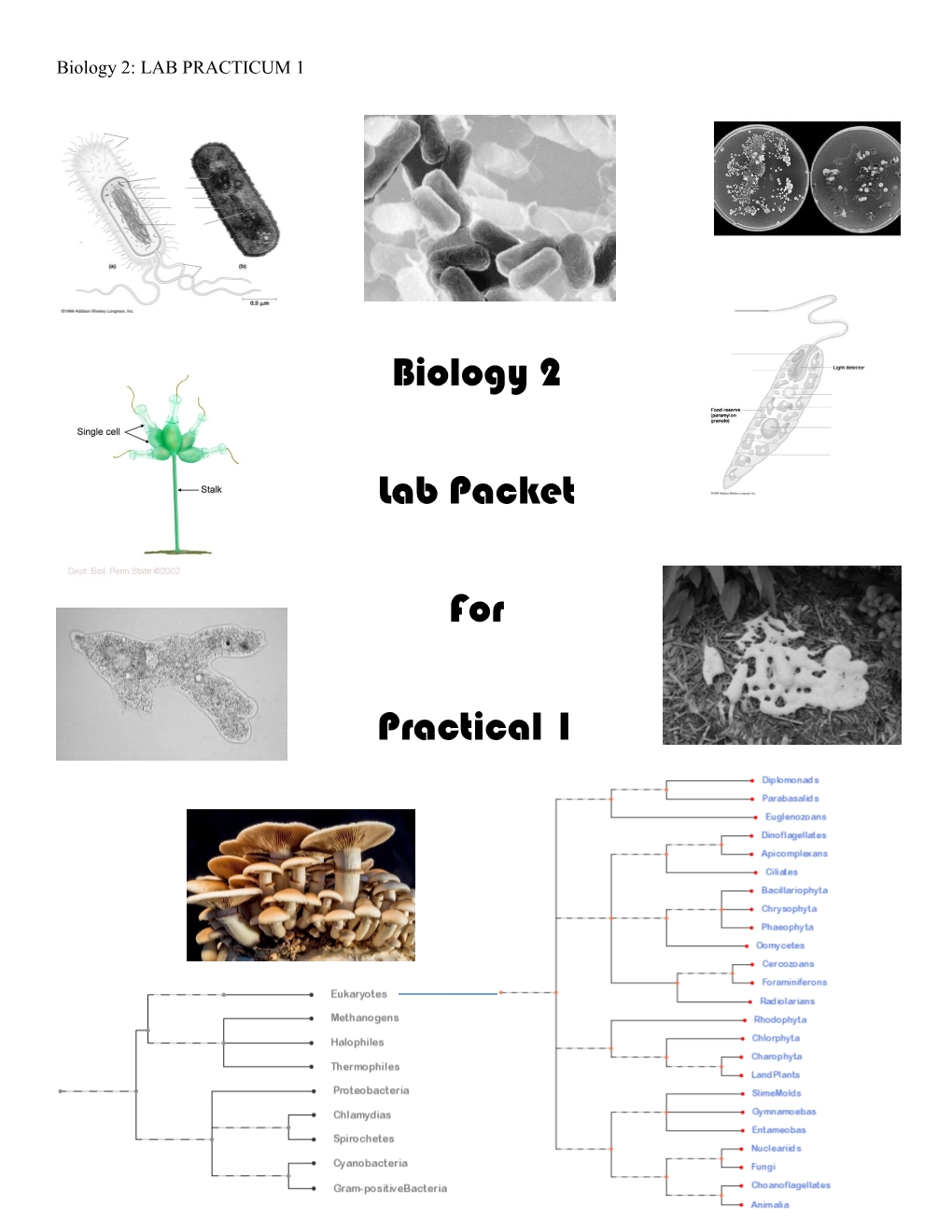 Monera and Protista