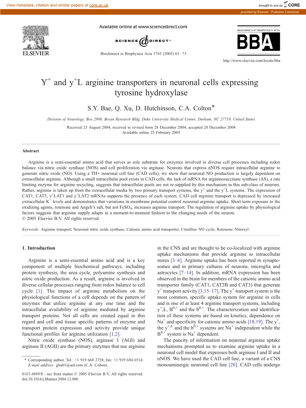 Y and Y L Arginine Transporters in Neuronal Cells Expressing Tyrosine