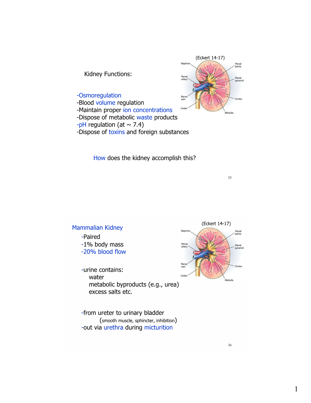 Kidney Functions: -Osmoregulation -Blood Volume Regulation -Maintain