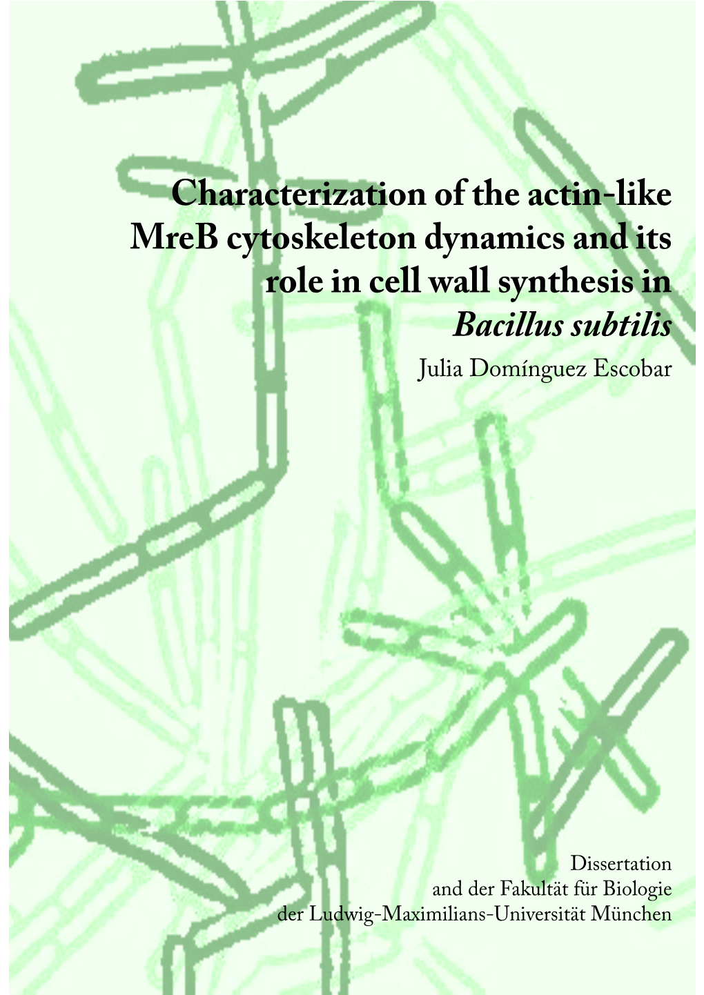 Characterization of the Actin-Like Mreb Cytoskeleton Dynamics and Its Role in Cell Wall Synthesis in Bacillus Subtilis Julia Domínguez Escobar