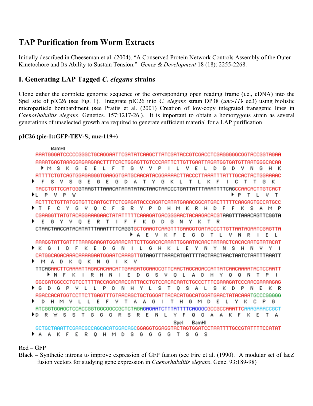 Immunoprecipitations from Worm Extracts