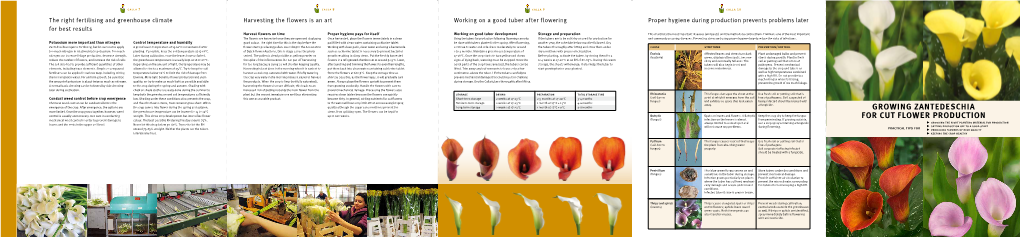 Growing Zantedeschia for Cut Flower Production