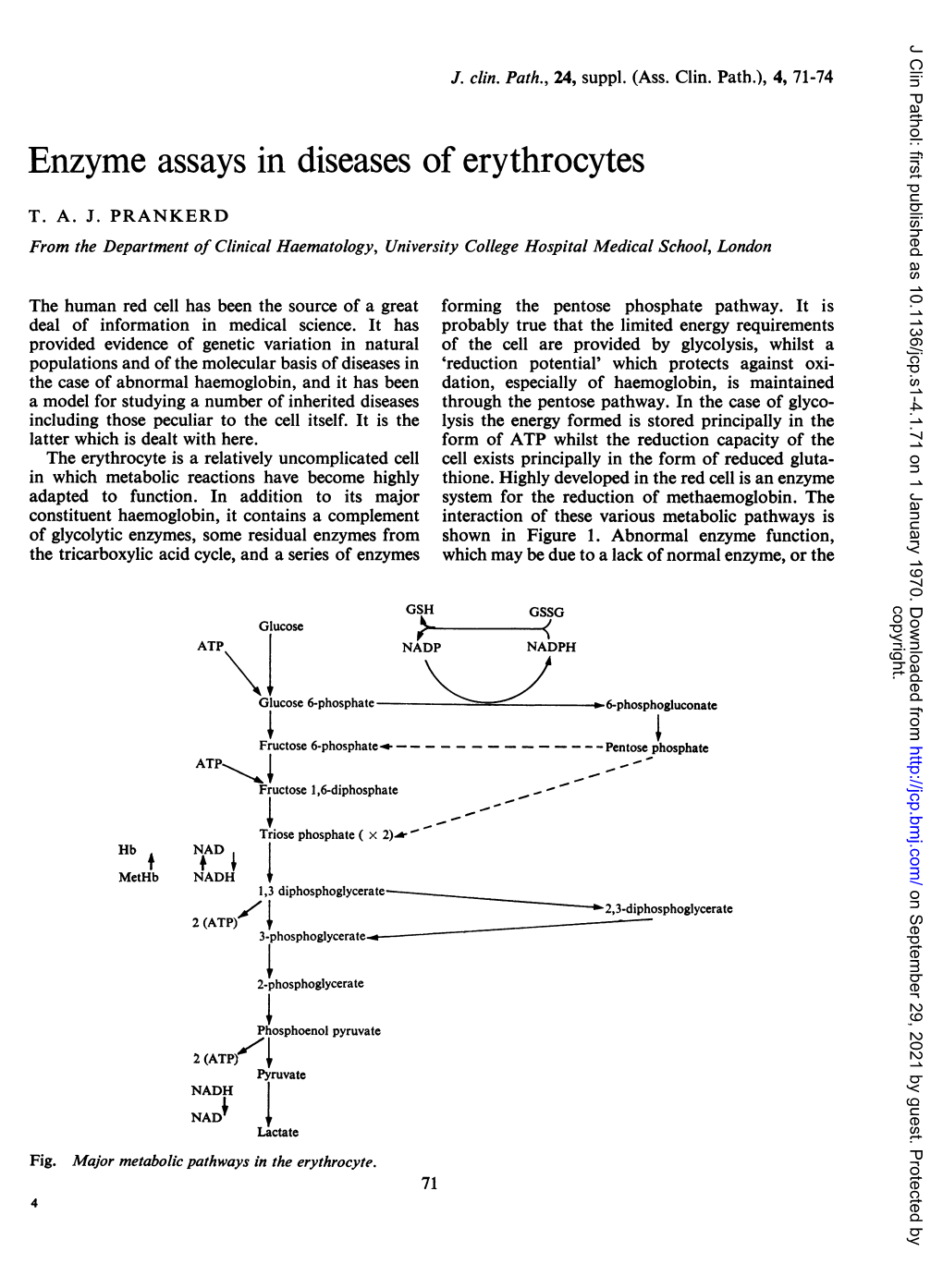 Enzyme Assays in Diseases of Erythrocytes