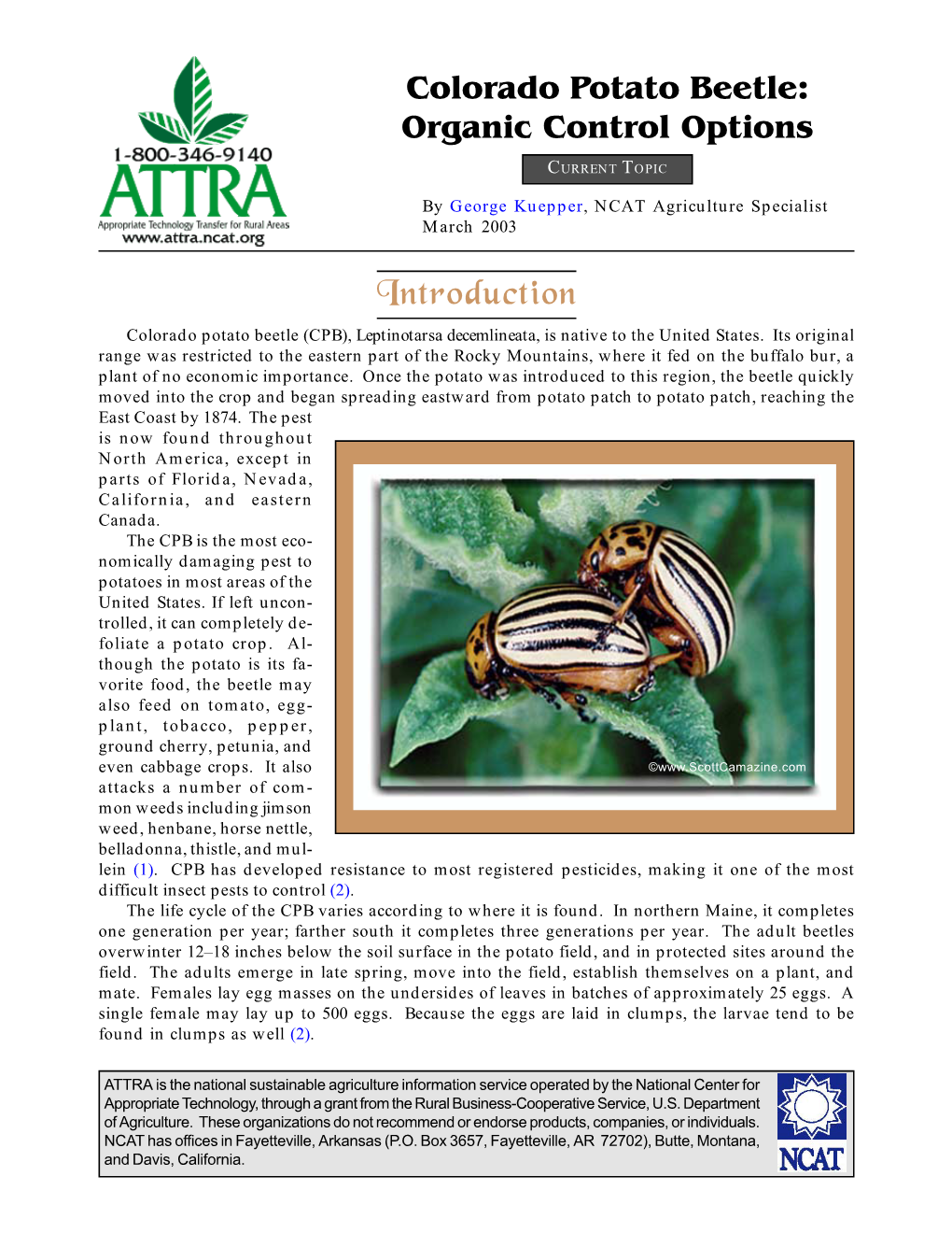 Colorado Potato Beetle: Organic Control Options