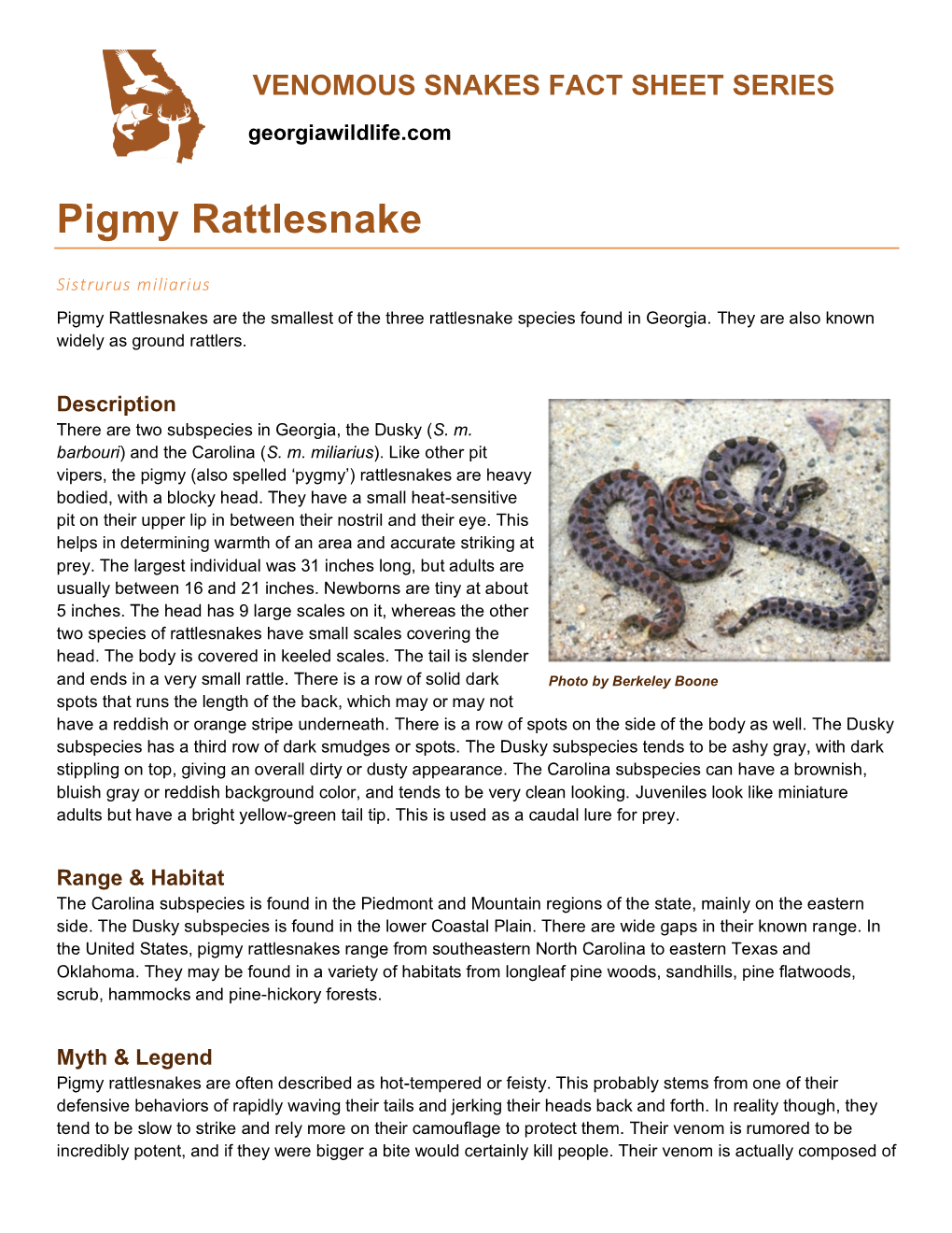 Pigmy Rattlesnake