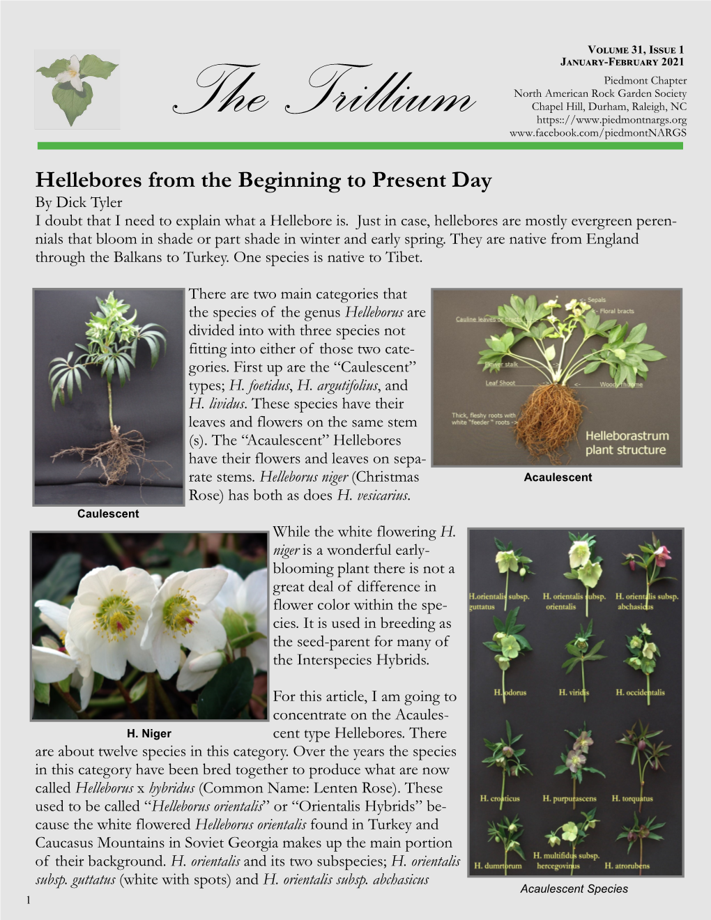 Hellebores from the Beginning to Present Day by Dick Tyler I Doubt That I Need to Explain What a Hellebore Is