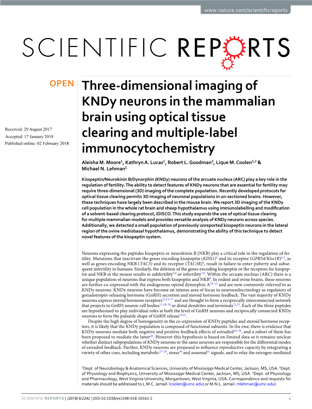 Three-Dimensional Imaging of Kndy Neurons in the Mammalian Brain