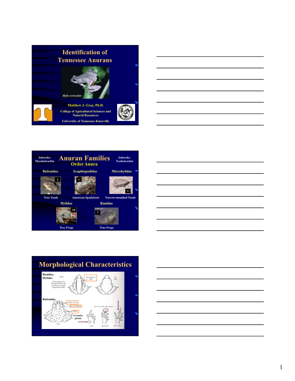 Anuran Families Morphological Characteristics