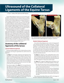 Ultrasound of the Collateral Ligaments of the Equine Tarsus