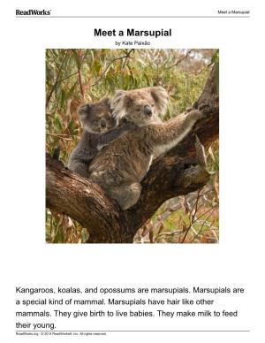 Meet a Marsupial