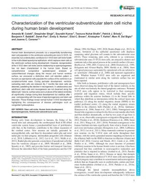 Characterization of the Ventricular-Subventricular Stem Cell Niche During Human Brain Development Amanda M