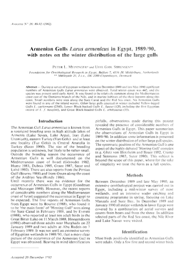 Armenian Gulls Larus Armenicus in Egypt, 1989/90, with Notes on the Winter Distribution of the Large Gulls