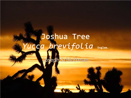 Joshua Tree Yucca Brevifolia