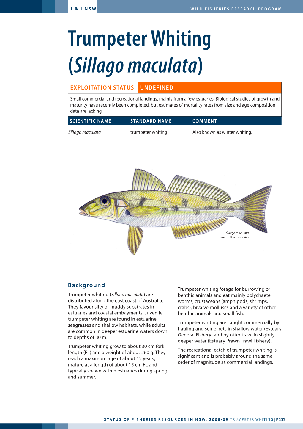 Trumpeter Whiting (Sillago Maculata)