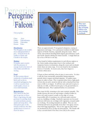 Falco Peregrinus Class: Aves Order: Falconiformes Family: Falconidae