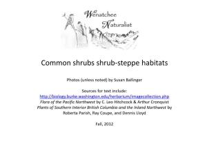 Common Shrubs Shrub-Steppe Habitats