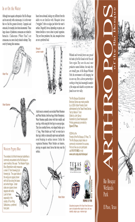 Arthropods of the Rio Bosque in Or on the Water