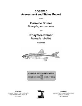 Rosyface Shinner (Notropis Rubellus)