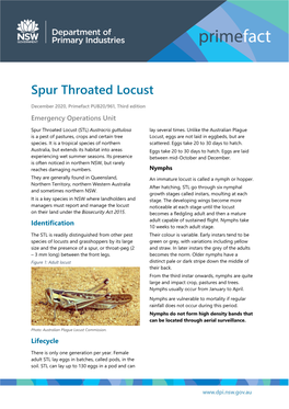 Spur Throated Locust