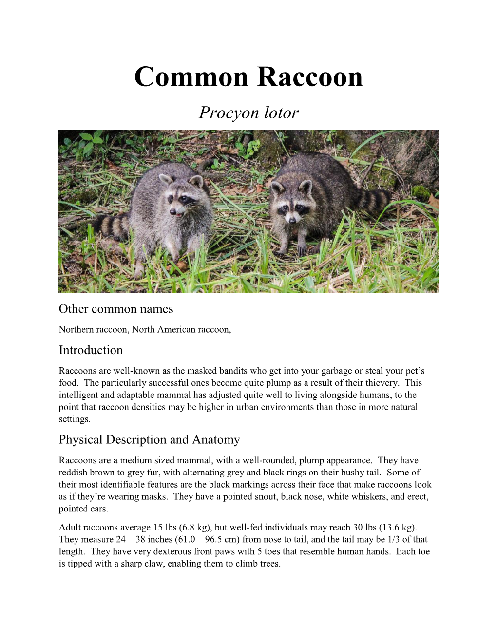 Raccoon Procyon Lotor