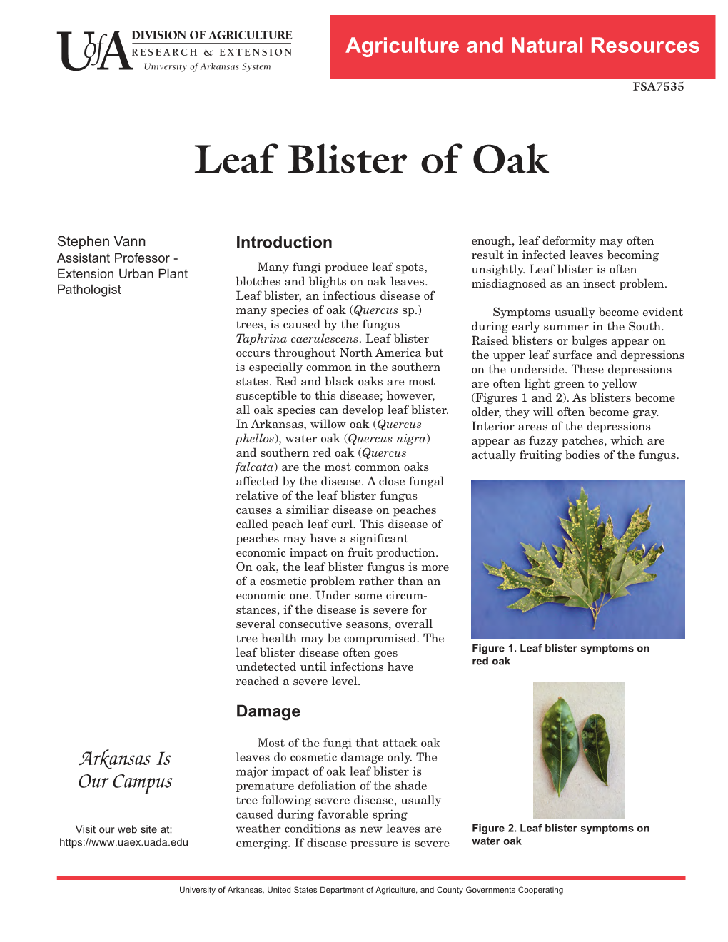 Leaf Blister of Oak
