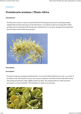 Portulacaria Armiana | Plantz Africa About:Reader?Url=