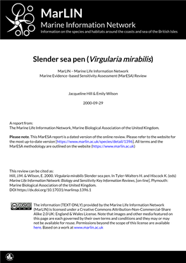 Slender Sea Pen (Virgularia Mirabilis)