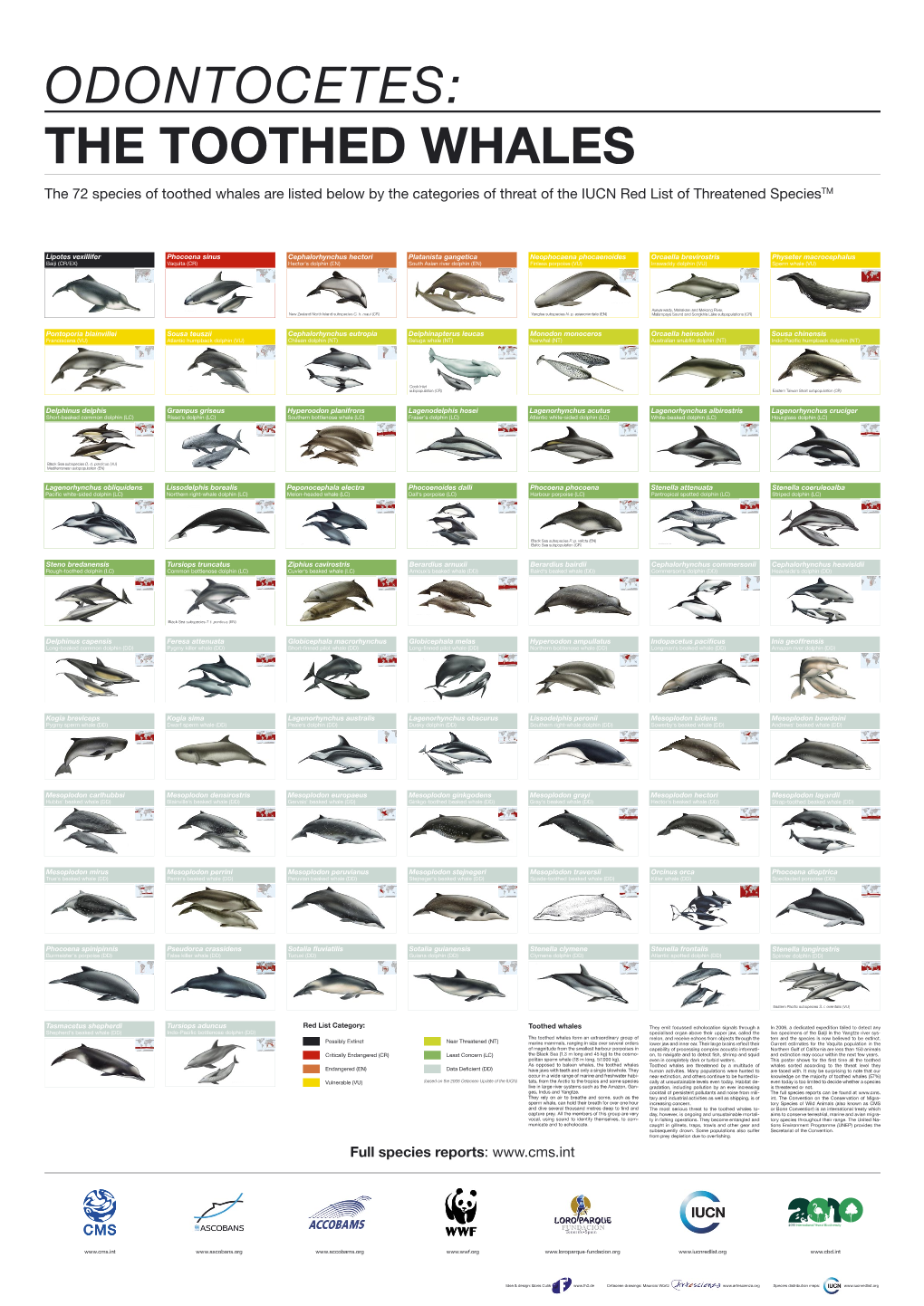 ODONTOCETES: the TOOTHED WHALES the 72 Species of Toothed Whales Are Listed Below by the Categories of Threat of the IUCN Red List of Threatened Speciestm