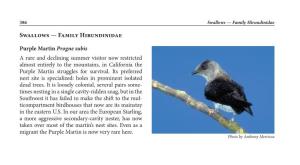 Swallows — Family Hirundinidae