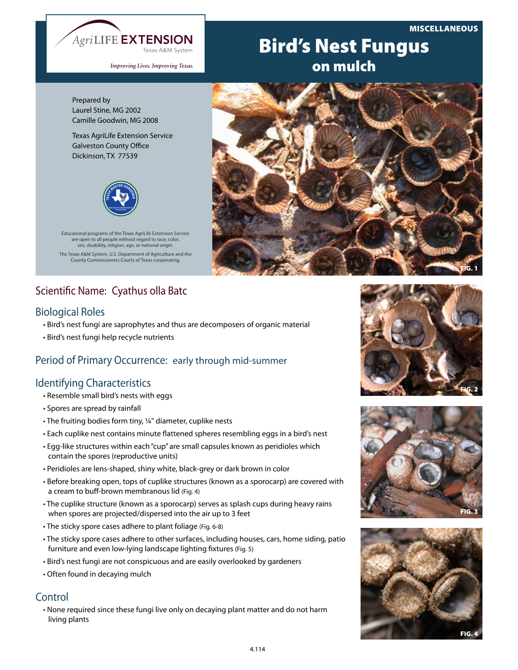 Birds Nest Fungus