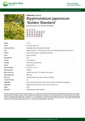 Styphnolobium Japonicum ‘Golden Standard’ Sophora Japonica 'Golden Standard'