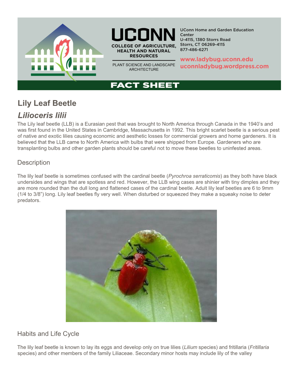 Lily Leaf Beetle Lilioceris Lilii