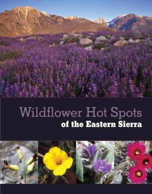 Wildflower Hot Spots of the Eastern Sierra Welcome to the Eastern Sierra…