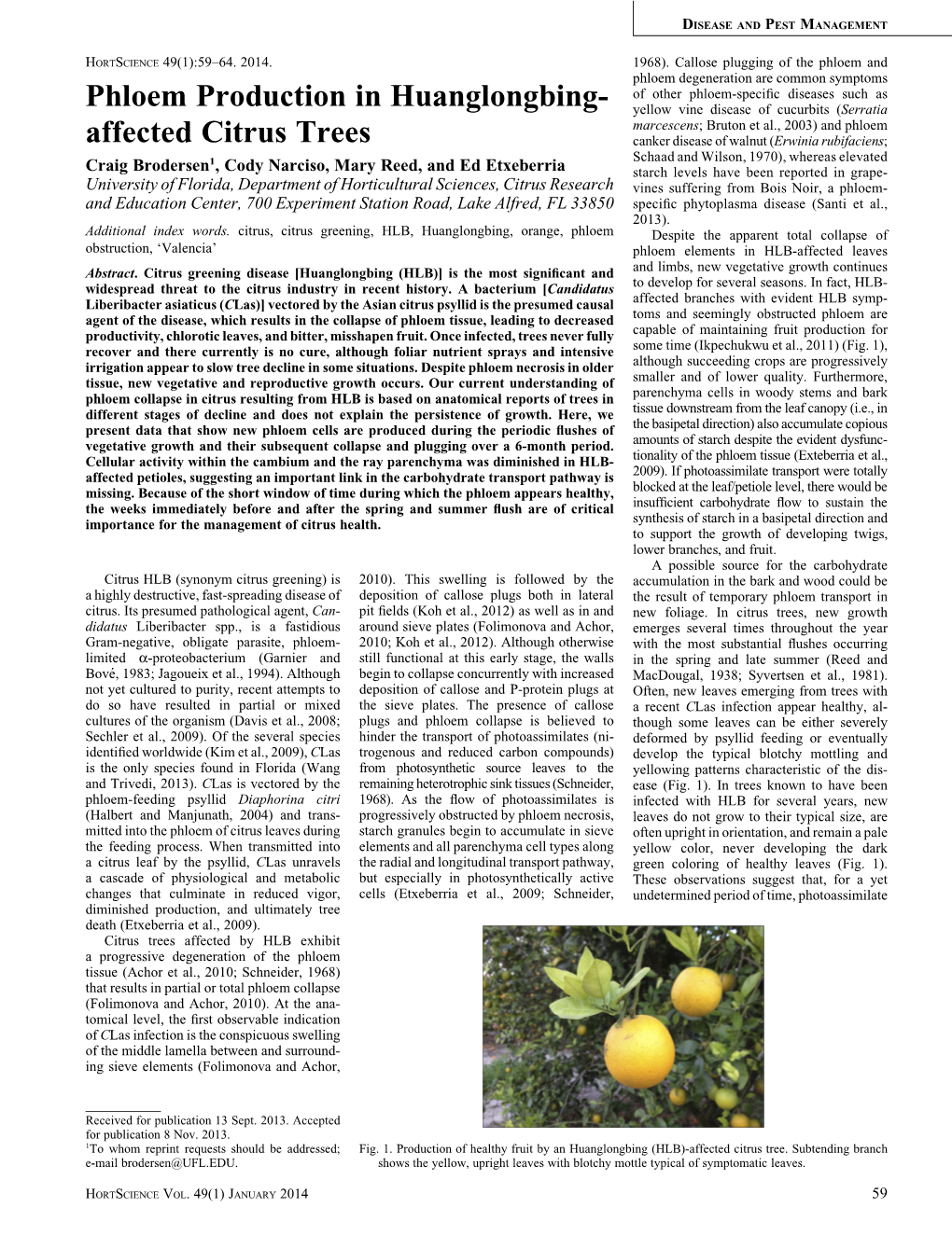 Phloem Production in Huanglongbing- Affected Citrus Trees