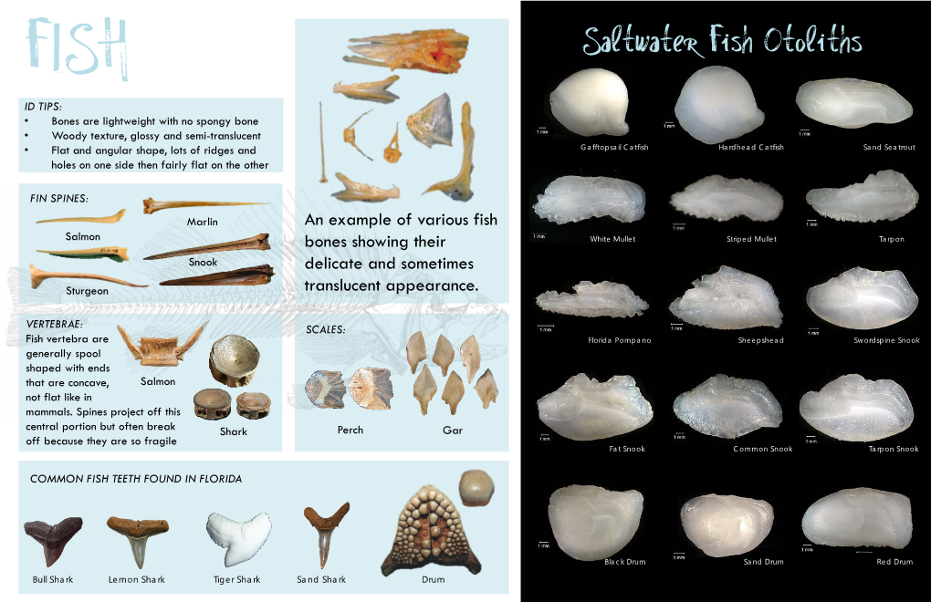 Saltwater Fish Otoliths