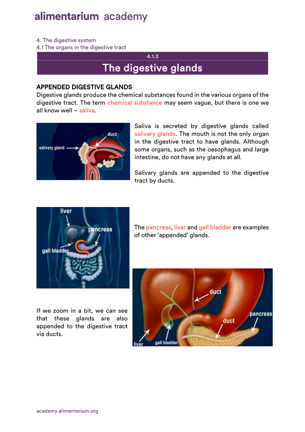 The Digestive Glands