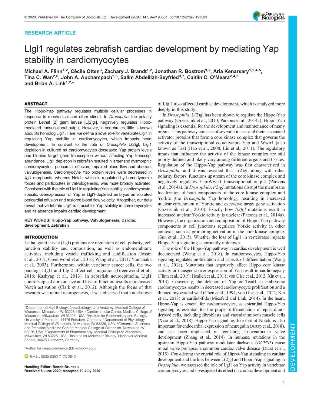 Llgl1 Regulates Zebrafish Cardiac Development by Mediating Yap Stability in Cardiomyocytes Michael A