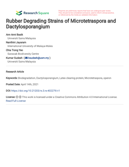 Rubber Degrading Strains of Microtetraspora and Dactylosporangium