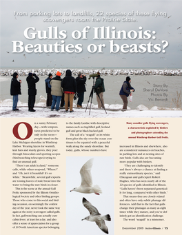 Gulls of Illinois, Beauties Or Beasts?